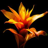 beautiful Guzmania Bloom