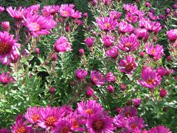 Asters Flowers Autumn