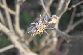 unusually beautiful ice Detail Flower