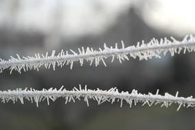 Detail Frost