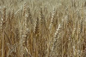 Wheat field Harvest Crop