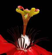 extraordinarily beautiful Passion Flower