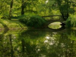 Green mossy Bridge in Park