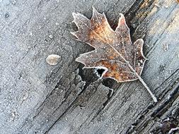 Leaf Winter Brina