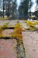 Paved Away Moss Tufts Of