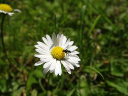 tiny black fly on Daisy