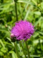 impressively beautiful Thistle Cirsium Vulgare