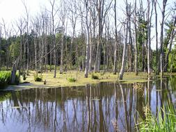 Swamp Trees
