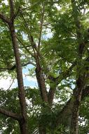 Caribbean Martinique Trees