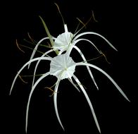 Flower White black background