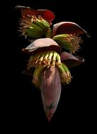 exotic Small Bananas Flowers
