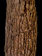 Bark Log Tribe