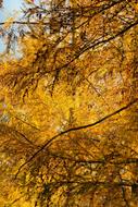 autumn yellow larch leaves