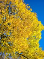 Autumn Tree