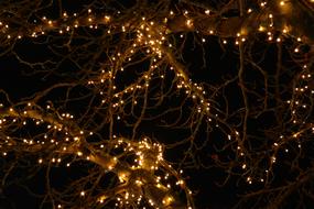 gorland on a tree in the dark