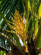 Palm Blossom Coconut Tree