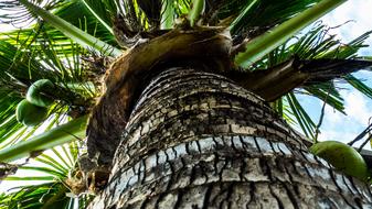 Coconut Tree Palm