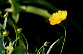 wonderful Daisy Yellow Flowers