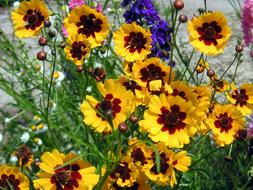 Yellow Daisies Flowers Summer