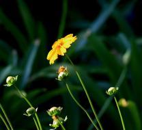 absolutely beautiful Daisy Flower Single