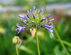 Agapanthus Flower blue green