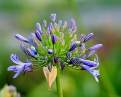 incredibly beautiful Agapanthus Flower