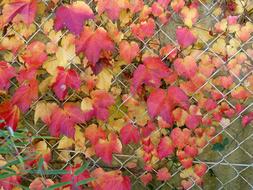 Autumn Golden Leaves