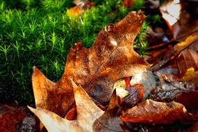 Oak Leaf Autumn