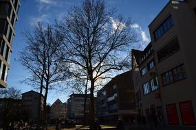 Ulm Tree
