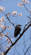 Crow New