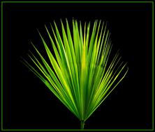 Palm Leaf New