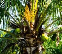 Palm Coconut Tree