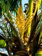 Palm Coconut Tree