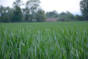 Wheat Field