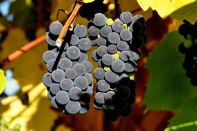 Red Wine Grapes in garden