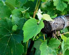 Grape Vine Leaves