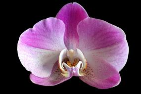 Purple white moth Orchid Flower