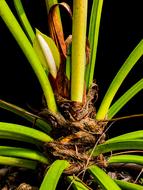 Palm Blossom