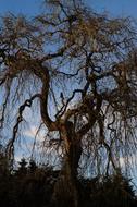 Tree Old Without Leaves