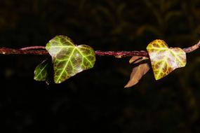 Branch Leaves Green