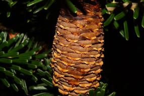 Pine Cones Fir Tree Tannenzweig