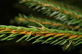 Tannenzweig Fir Tree Green