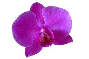 Orchid Flower Purple drawing