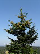 Crown Fir Tree Pine