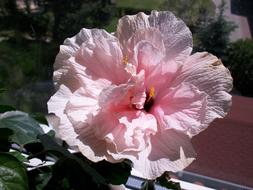 perfect Hibiscus Pink