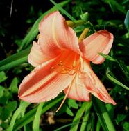 fabulous Day Lily Flower