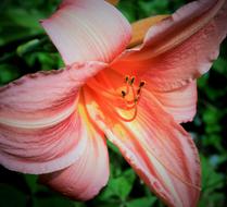perfect Day Lily Flower
