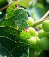 Green vine Grapes and leaf