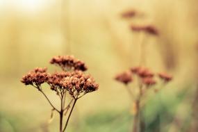 beautiful Dry plants at blur background