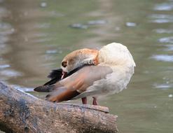 Egyptian Goose Brown